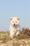 CHIEN FINNOIS DE LAPONIE 331